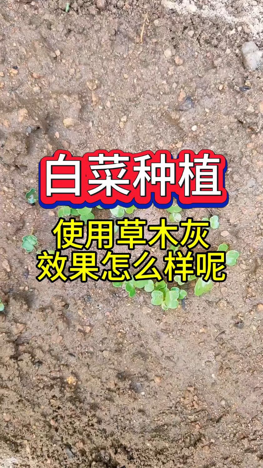 白菜种植使用草木灰效果怎么样呢
