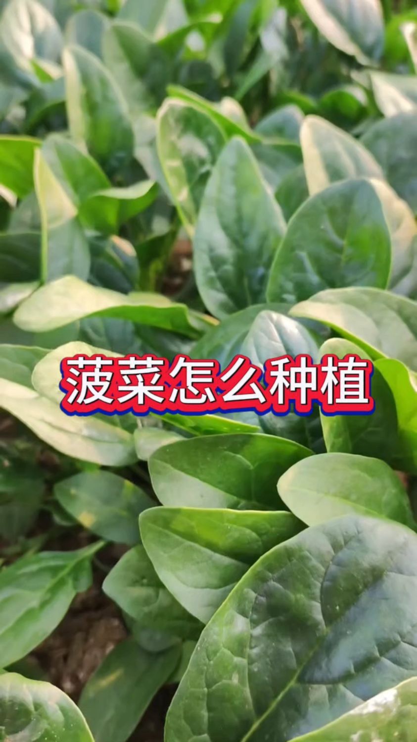 到了冬天了,菠菜怎么种植呢