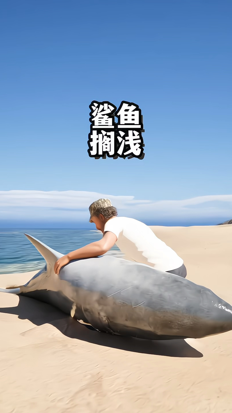 鲨鱼搁浅了,你会怎么办?