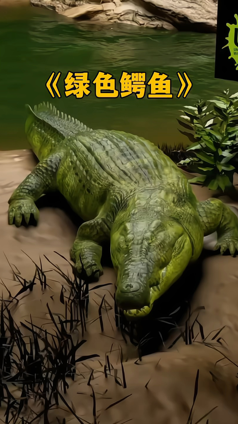 鳄鱼为什么是绿色的？