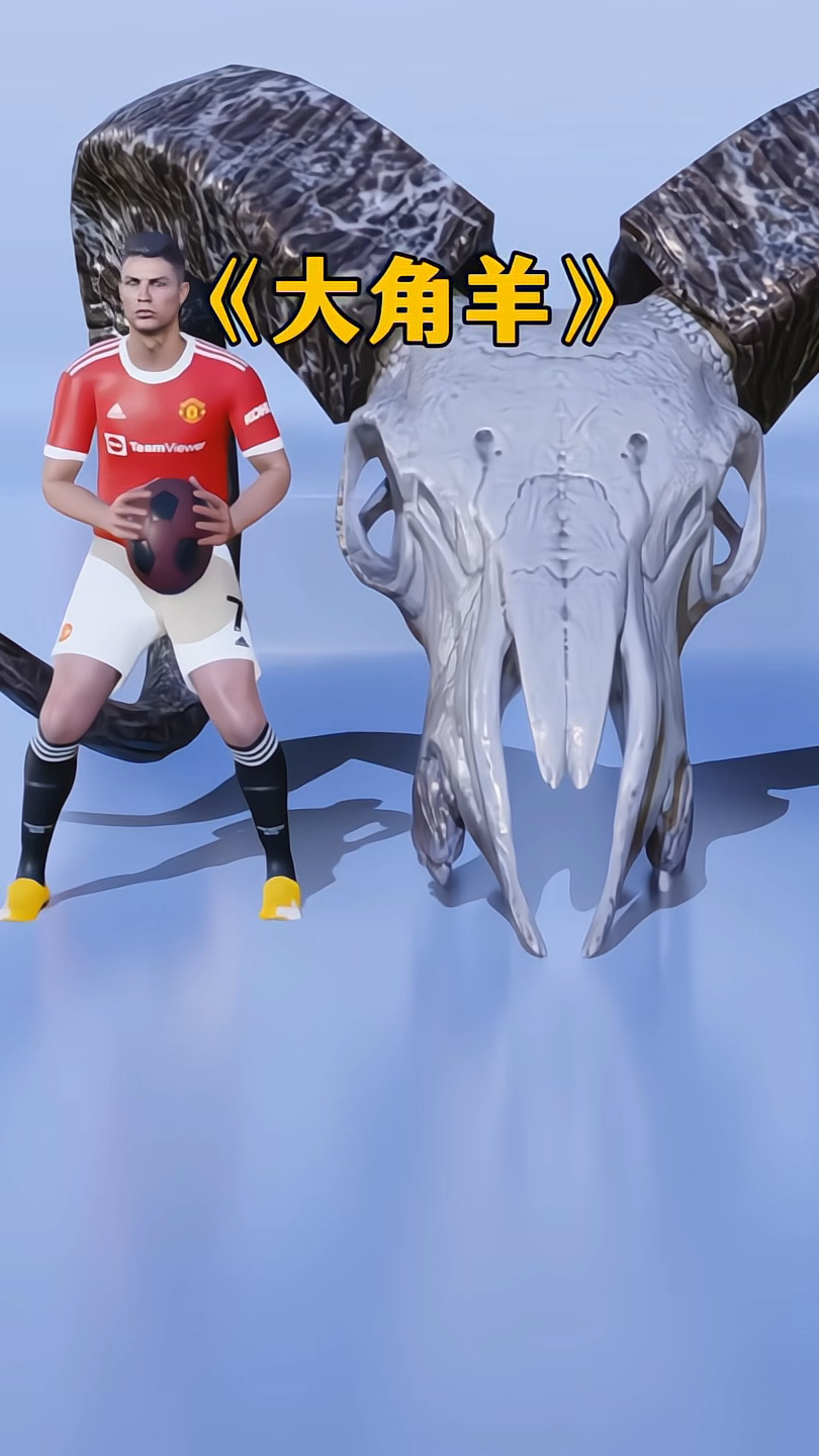 你知道这些动物的头骨有多大吗?