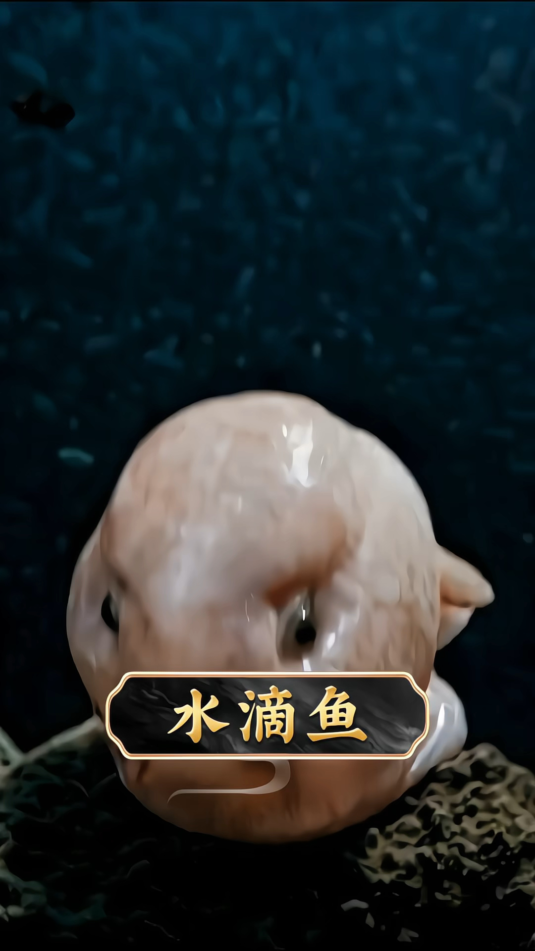 水滴鱼被评为最丑的生物
