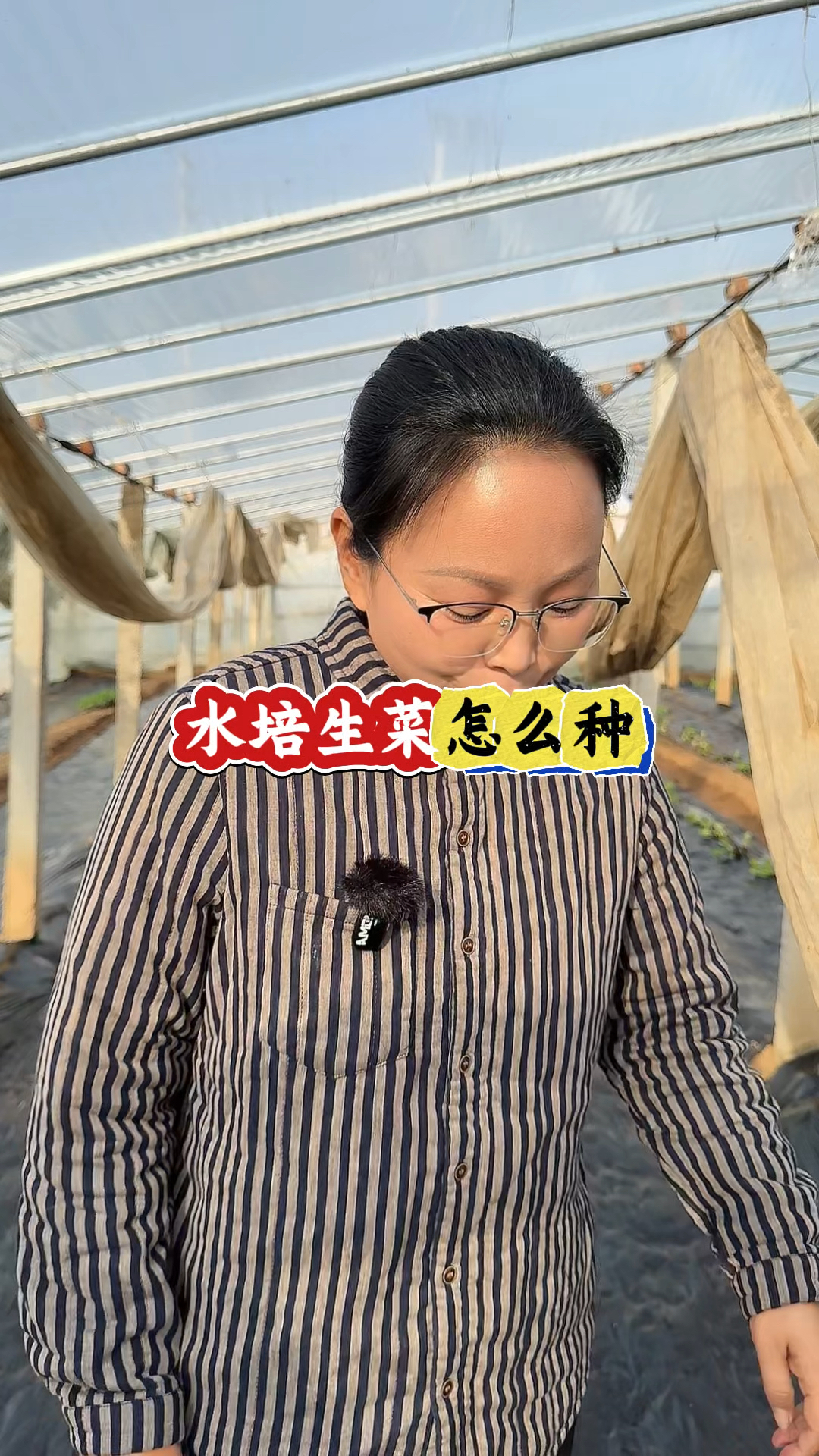 水培生菜种植很简单,方法免费分享