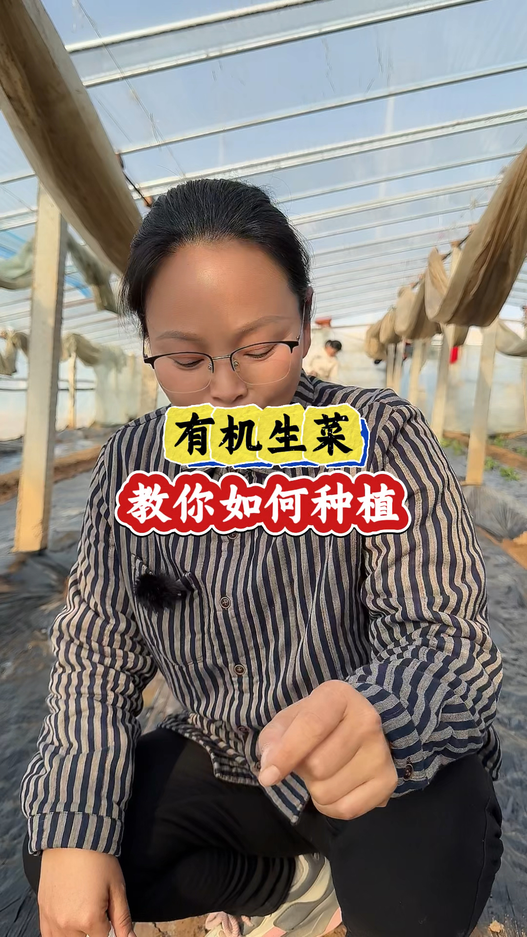 有机生菜,教你如何种植