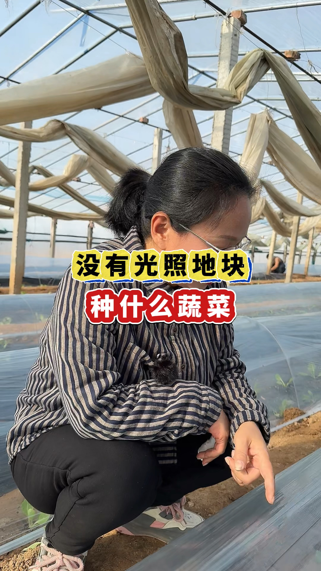 没有光照的地块,种什么蔬菜?