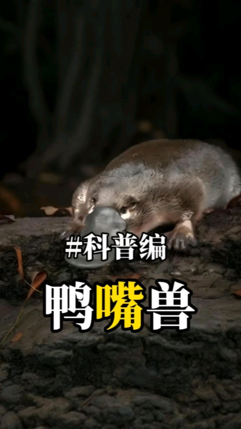 鸭嘴兽是奇特动物