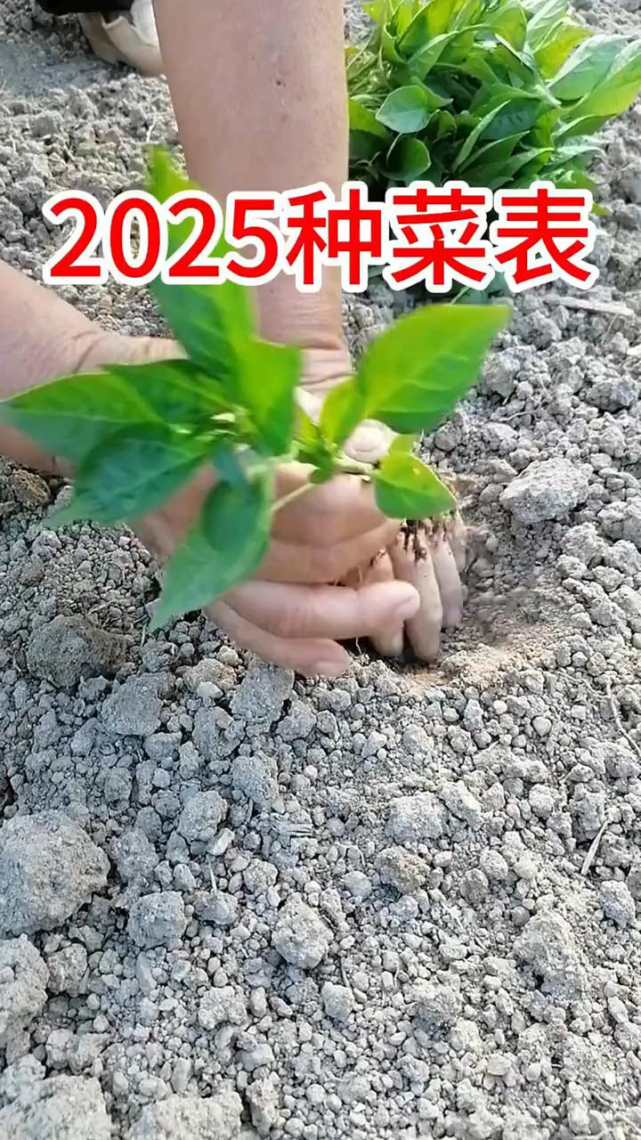 2025年、的种菜表