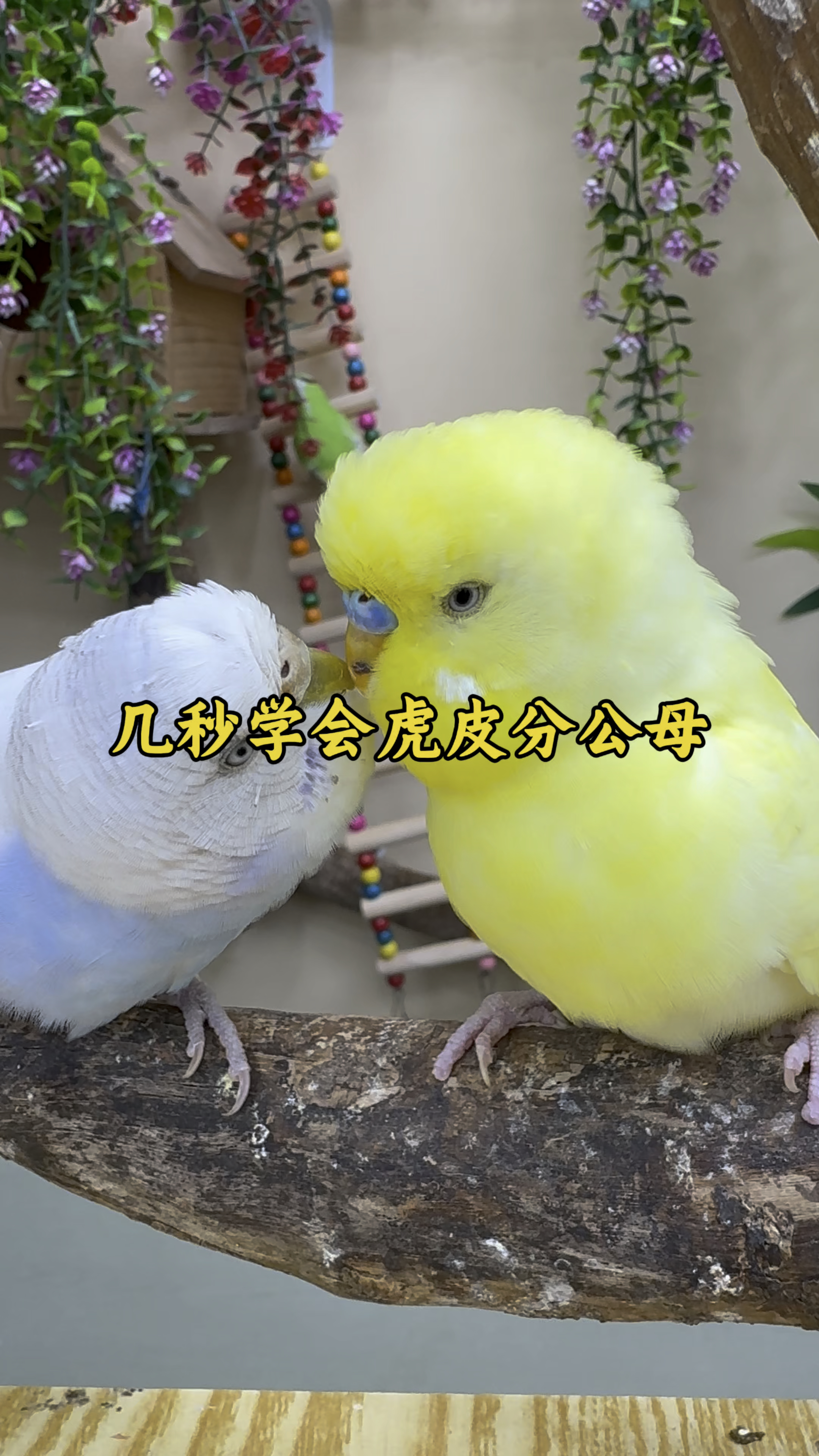 几秒学会虎皮分公母