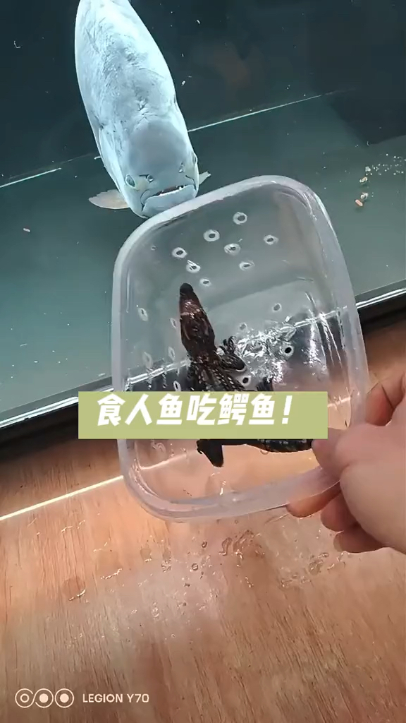 食人鱼vs鳄鱼仔仔