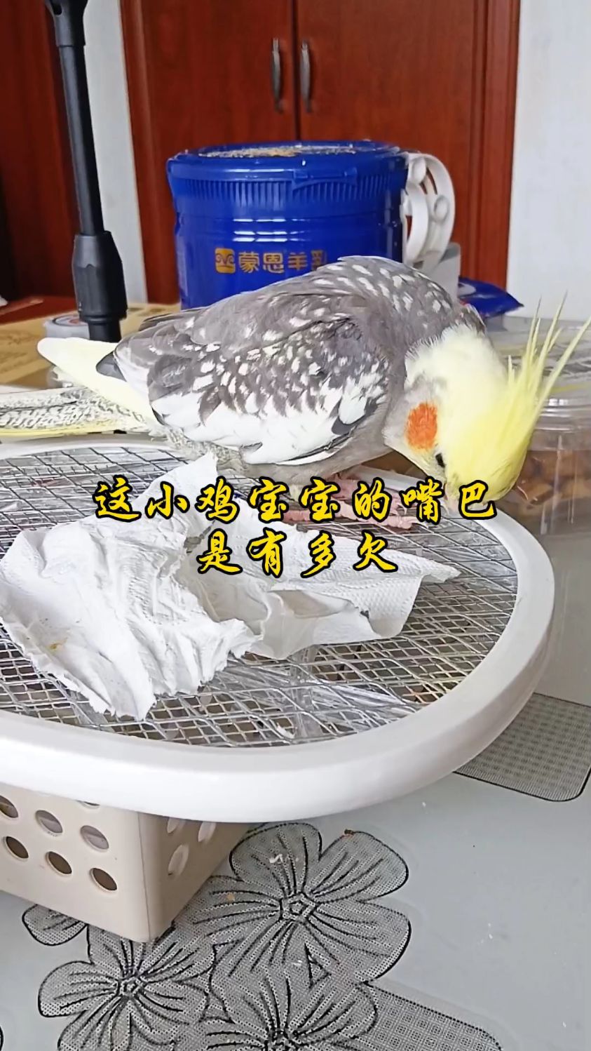 玄凤小鸡宝宝调皮的一面