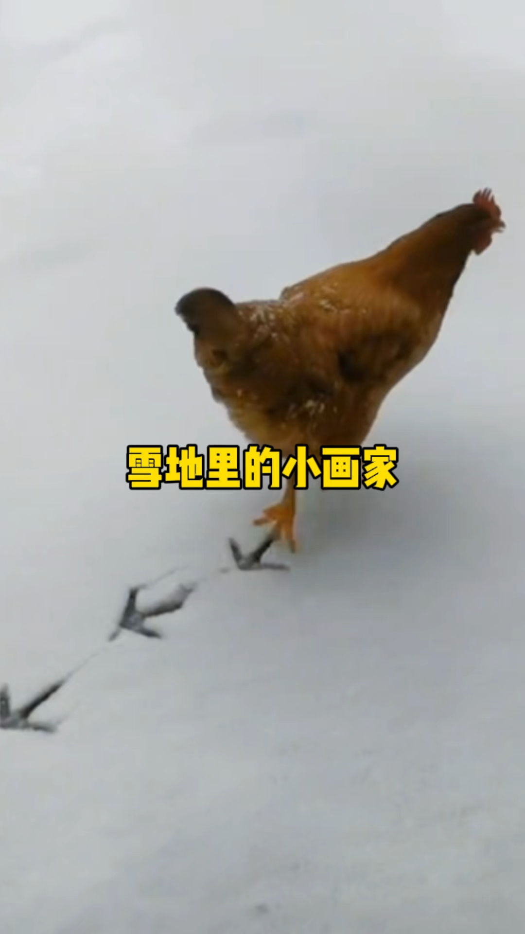 雪地来了一群小画家