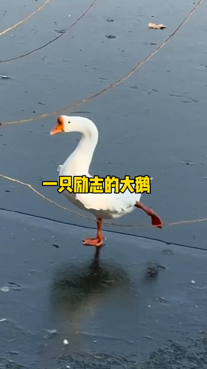一只励志的大白鹅