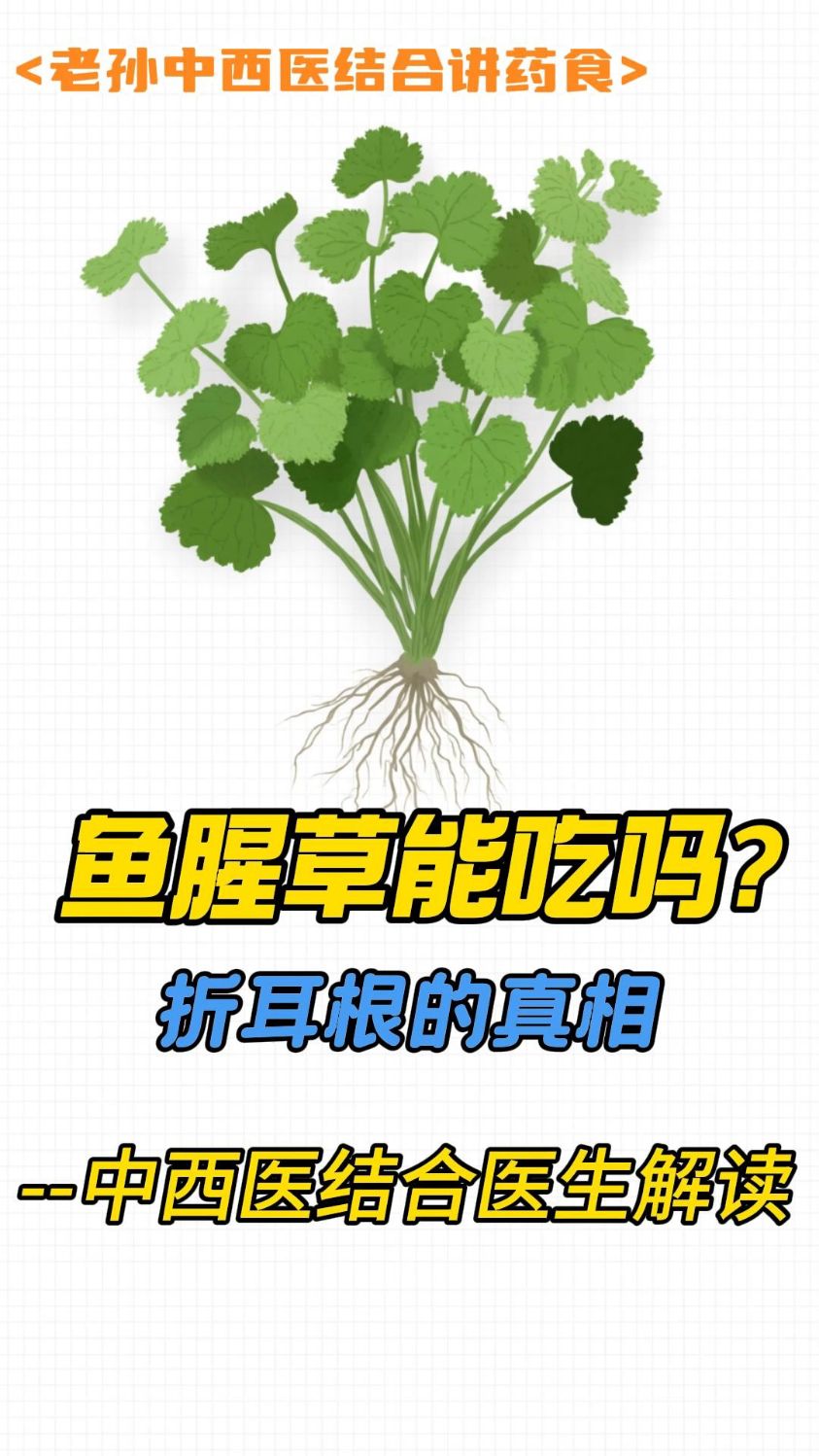 鱼腥草到底能不能吃？ -折耳根的真相，中西医结合医生解读(一)