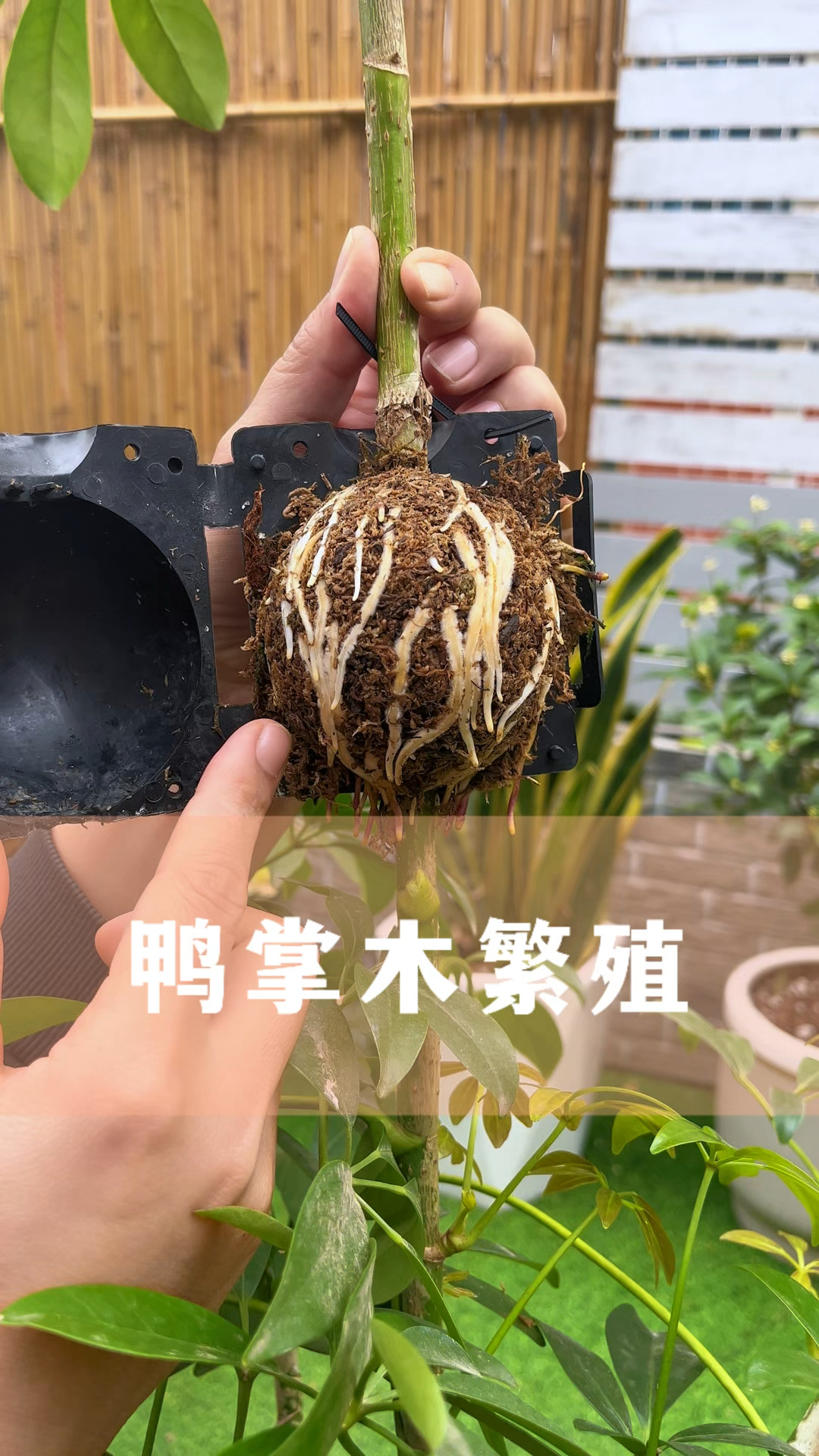 鸭掌木的繁殖方法