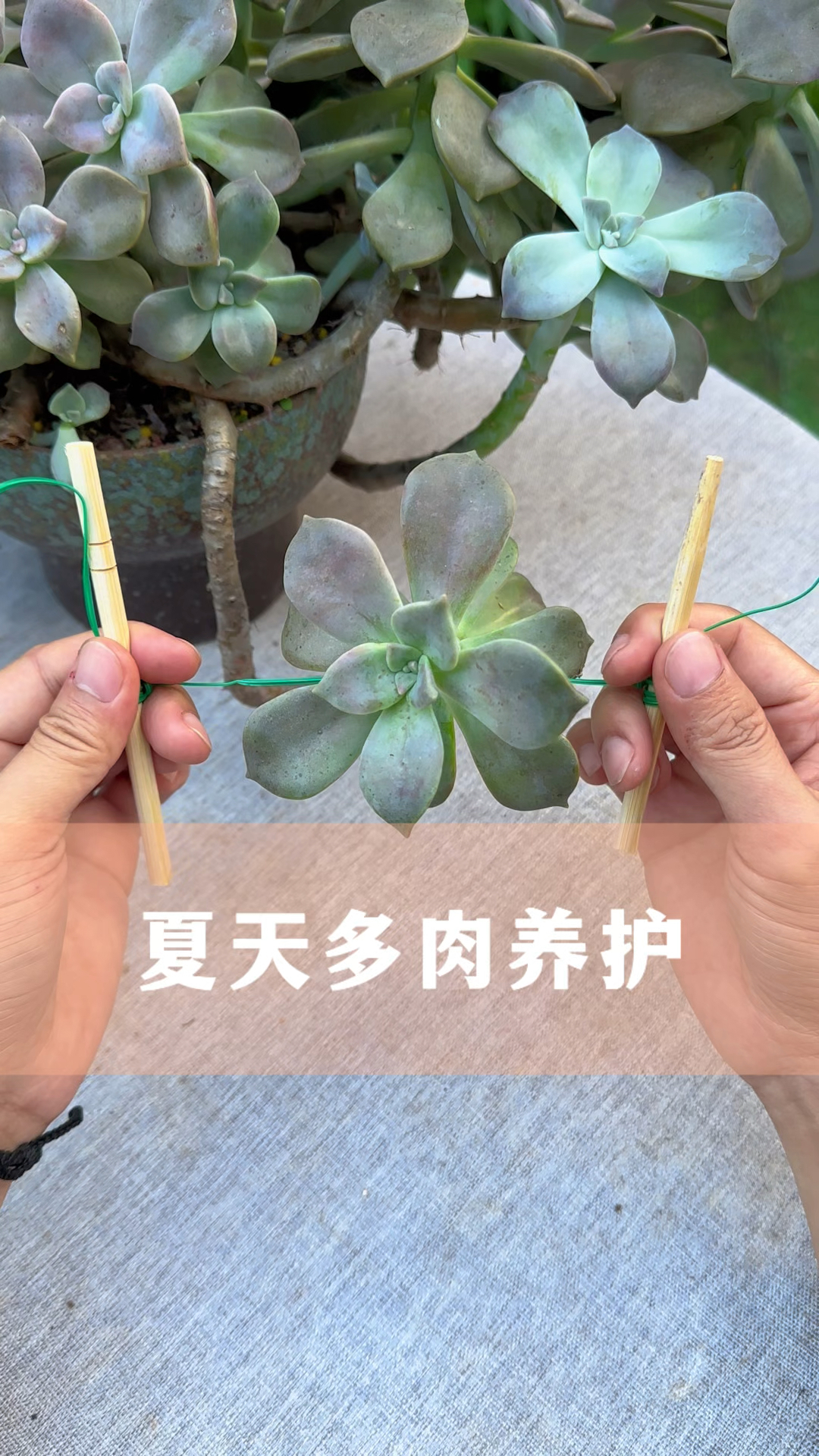 夏天多肉养护方法