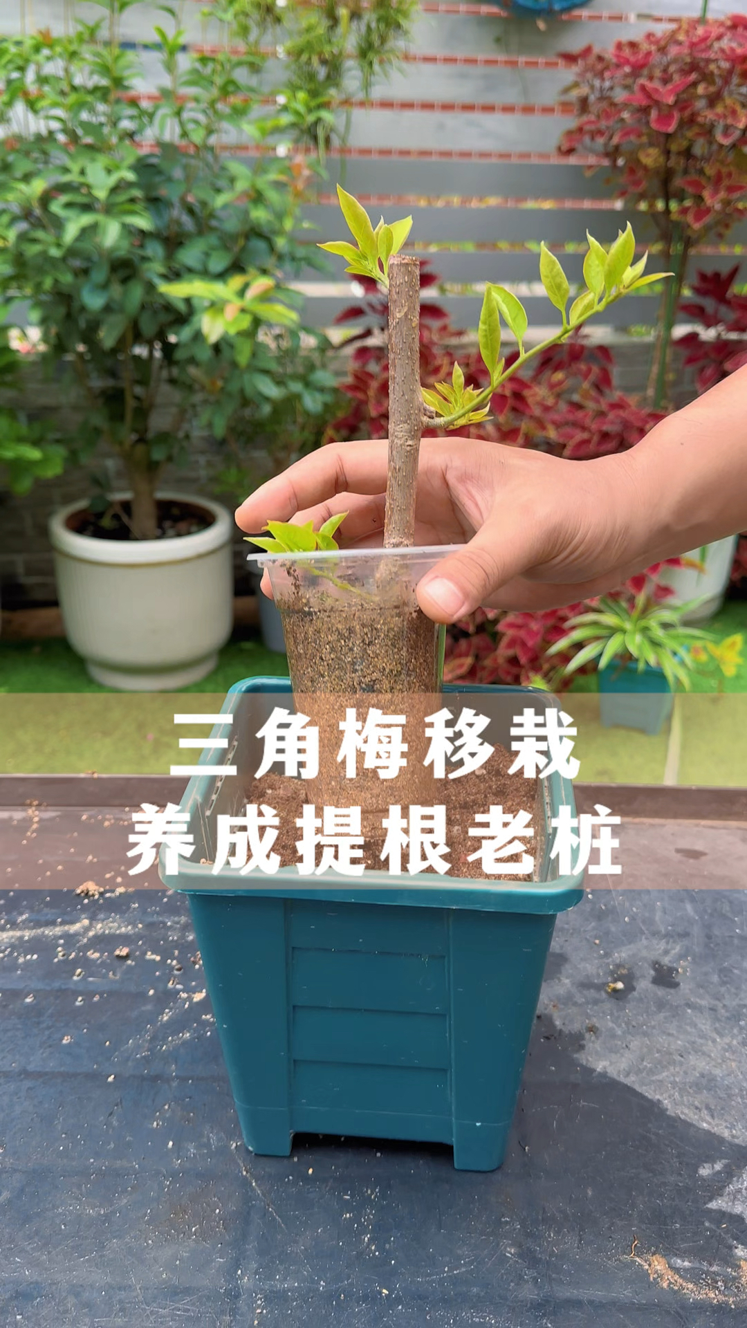 三角梅正确的移栽和养老桩方法