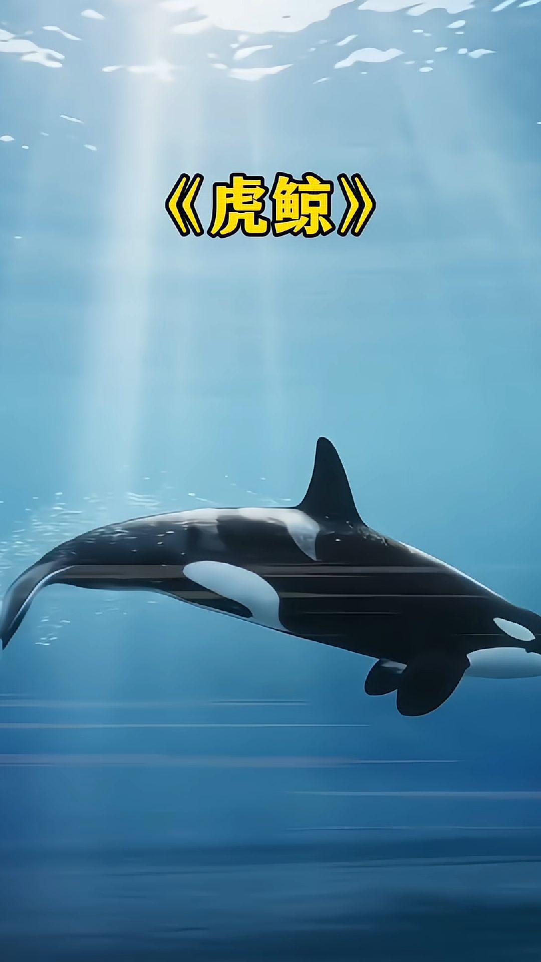 各类鱼游行的速度不同