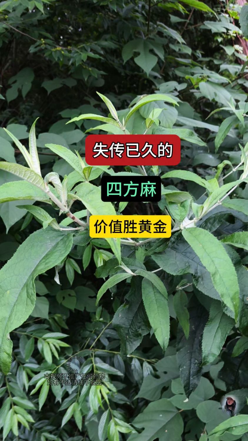 失传已久的四方麻