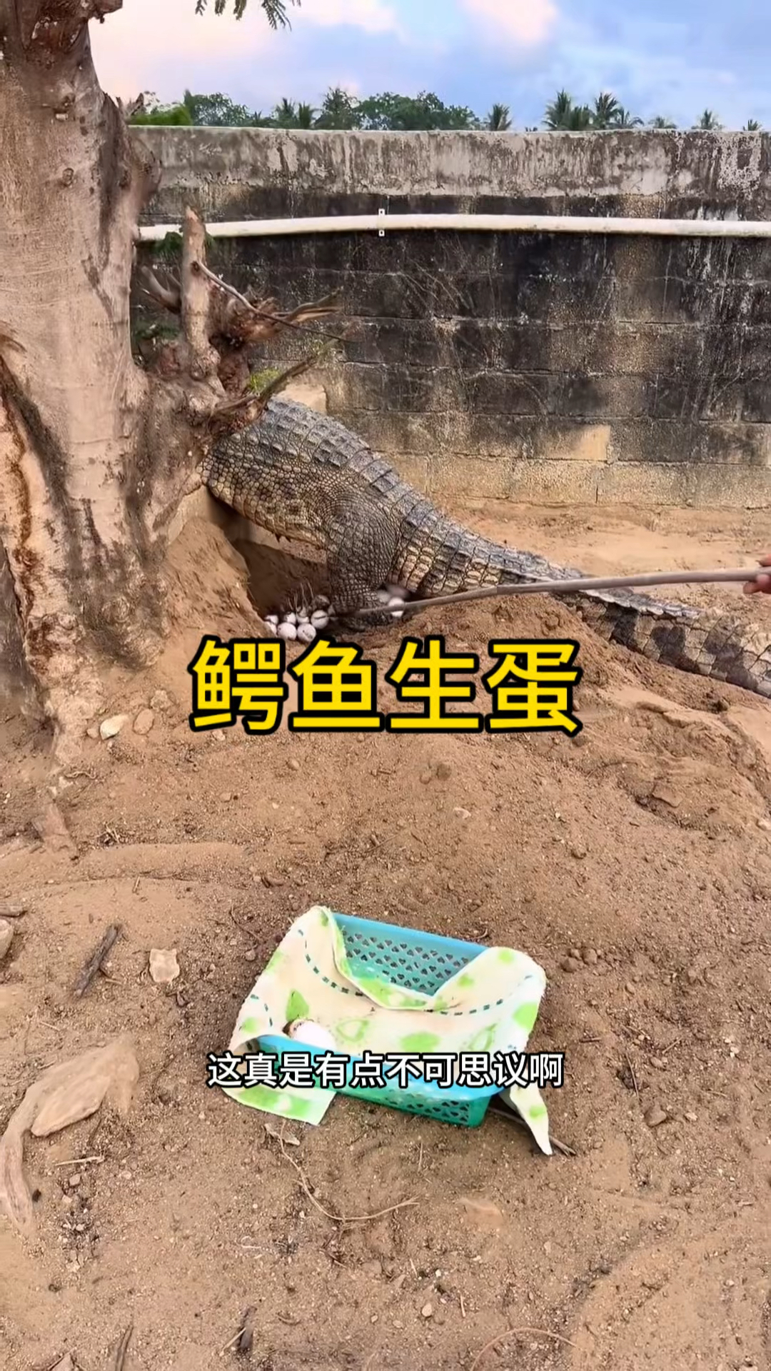 这个鳄鱼竟然还会生蛋啊。
