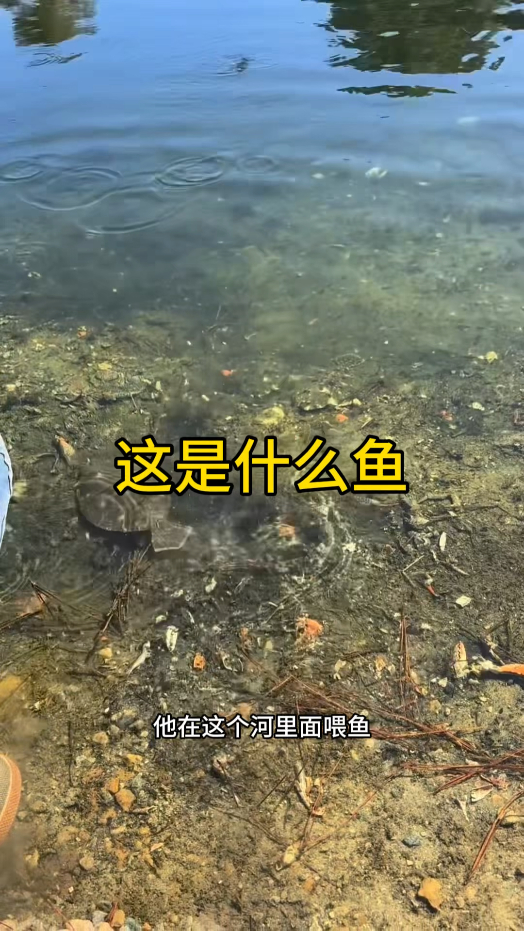 也不知道这是什么鱼啊