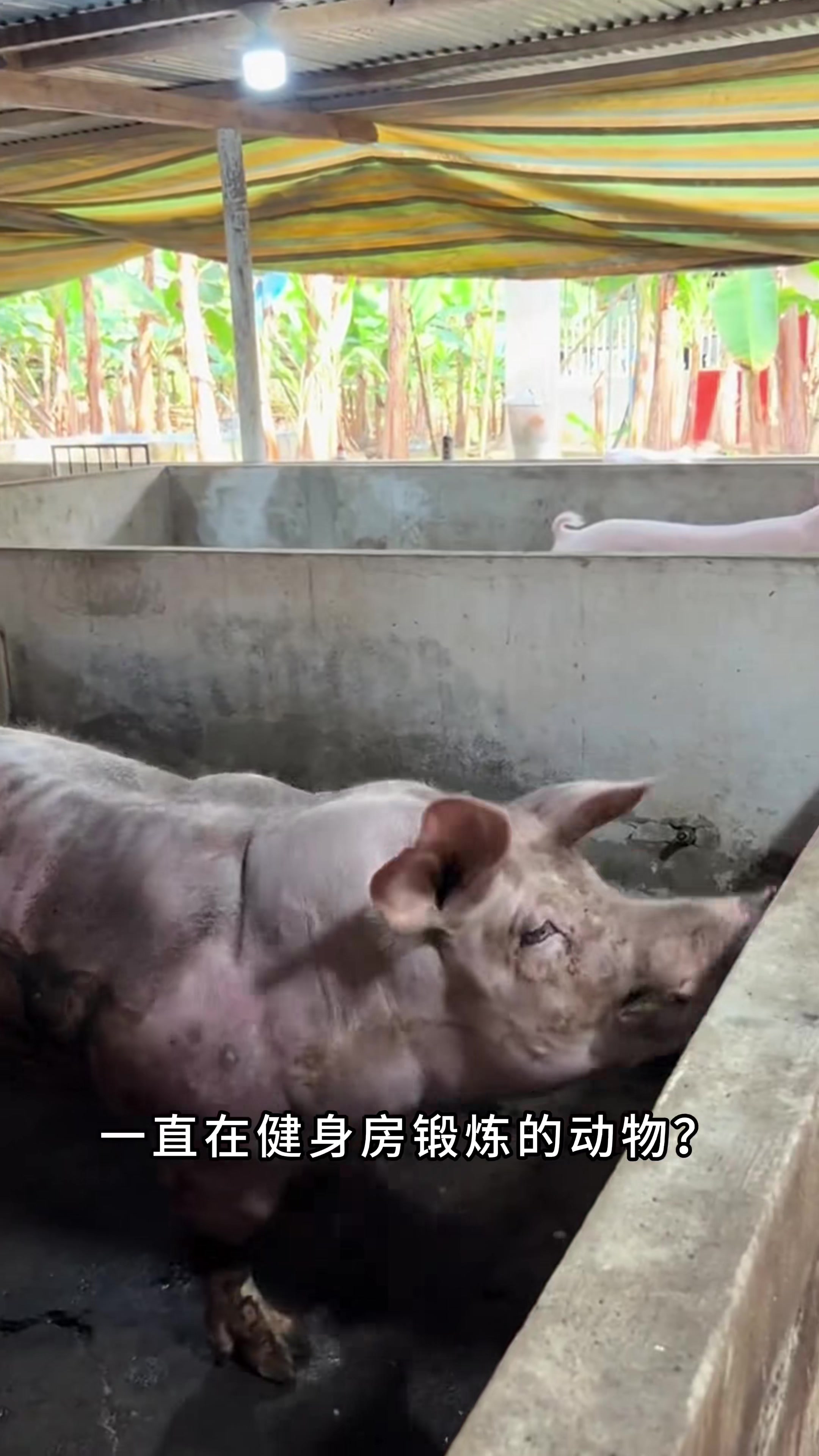你有没有见过,看上去像是一直在健身房锻炼的动物? 