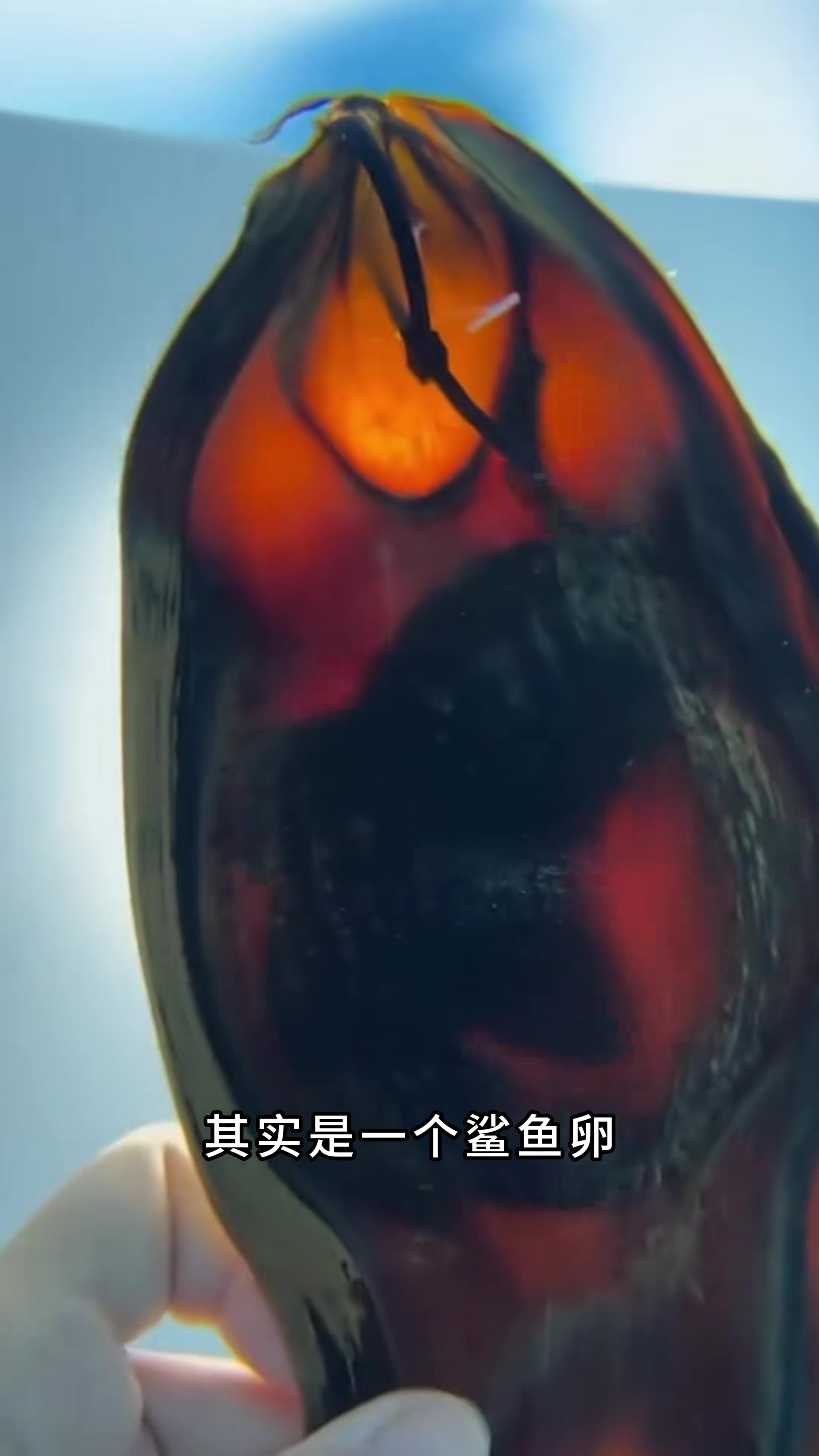 鲨鱼原来也会产卵 