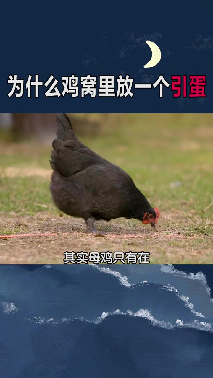 母鸡产蛋时为什么要放一个引蛋?