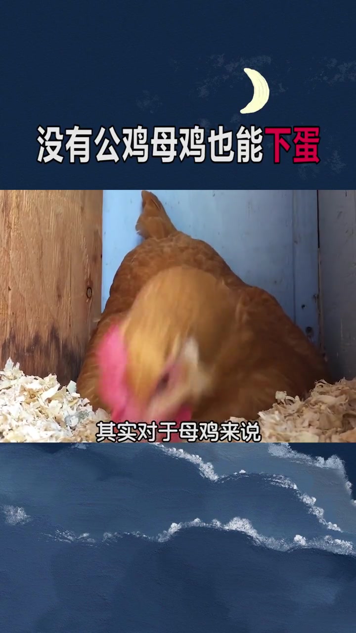 为什么没有公鸡母鸡也能天天下蛋?