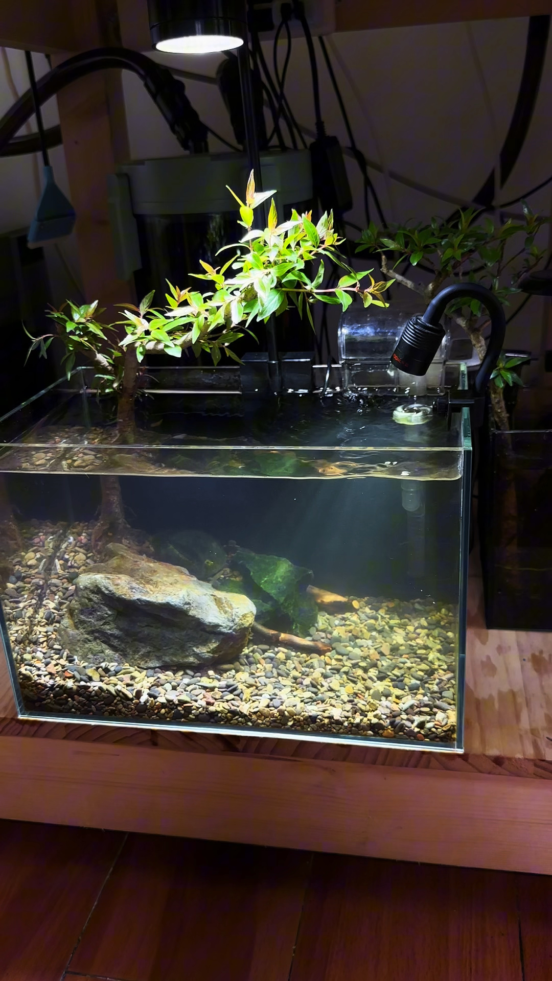 开个30小缸养斗鱼