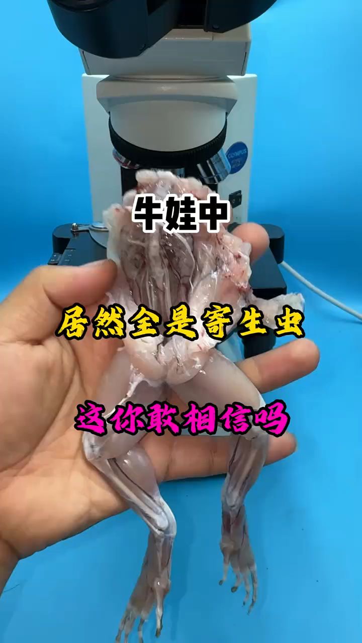 牛蛙中全是寄生虫