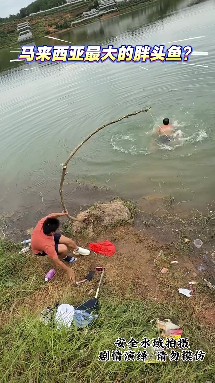 今天来钓,马来西亚最大的胖头鱼