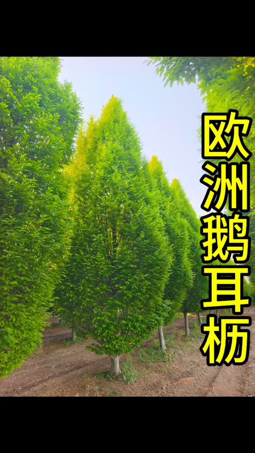 国外引进国内栽种的高端景观树 欧洲鹅耳枥。