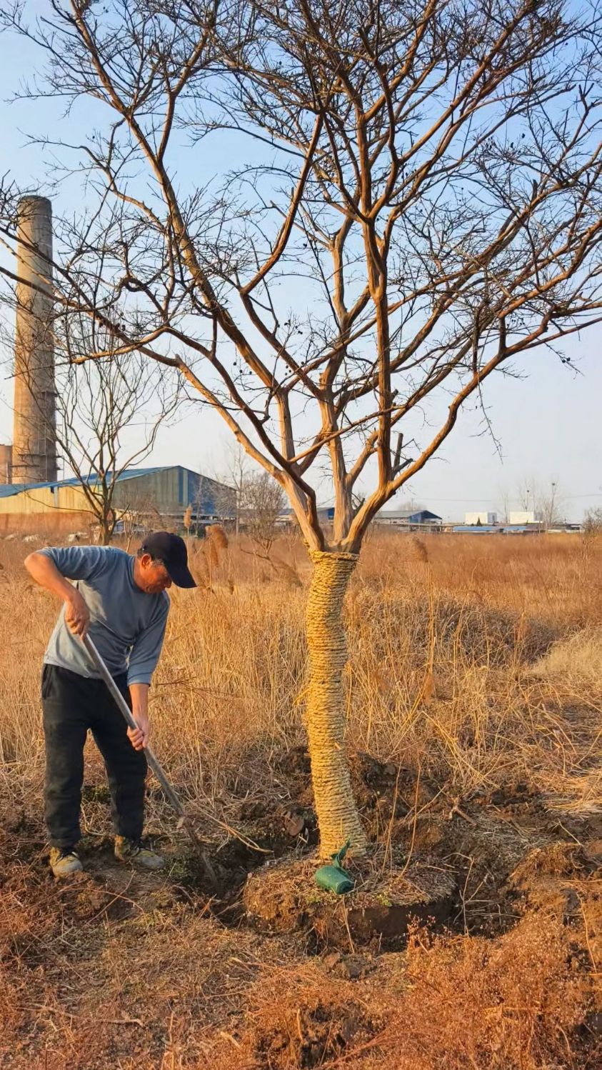 紫薇 银杏树 丛生美国红枫红冠 三个品种一车树。