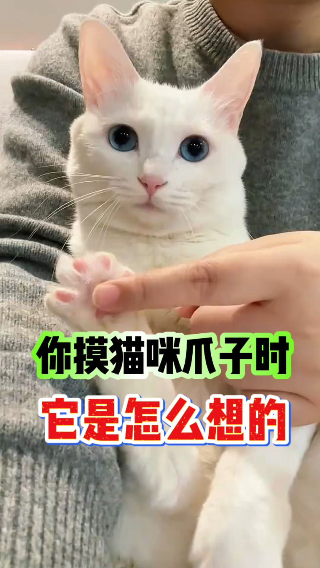 你摸猫咪爪子时,它是怎么想的,你知道吗?