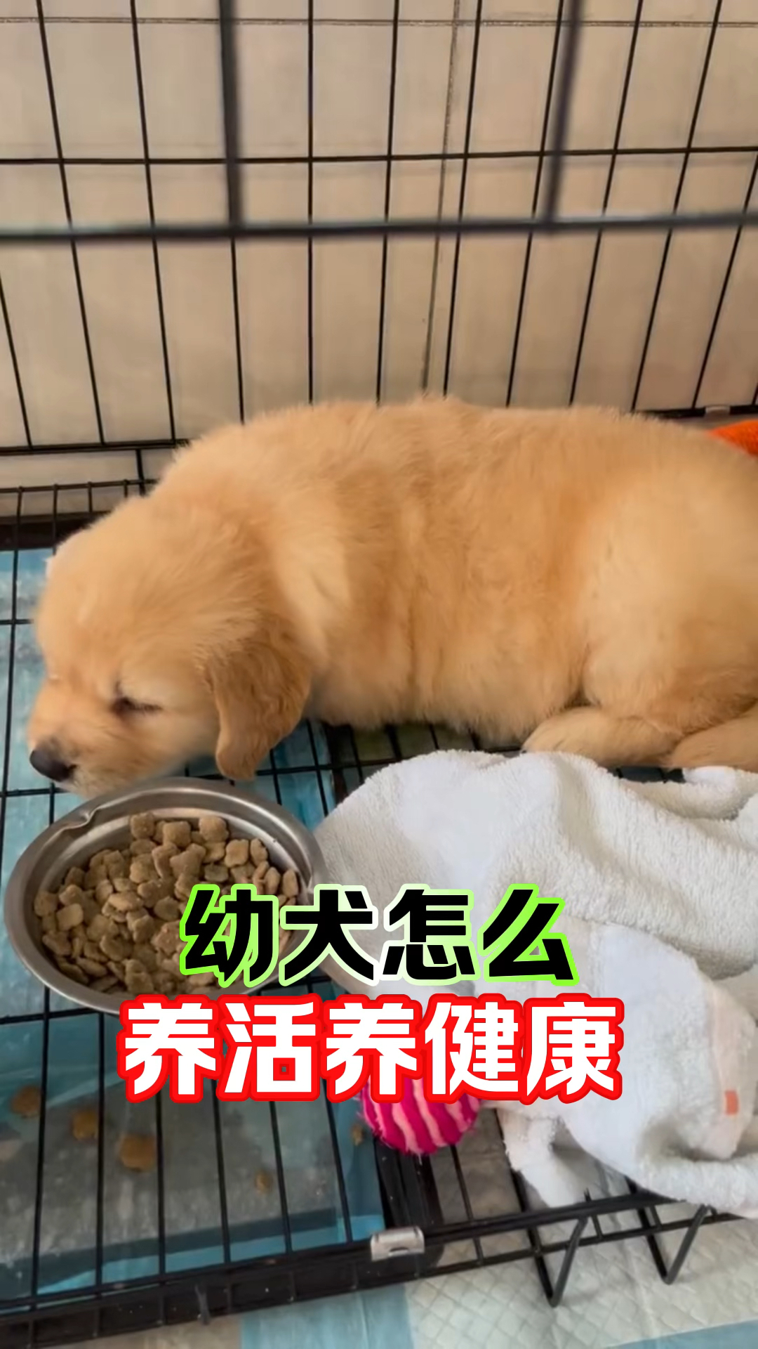 幼犬怎么养活养健康