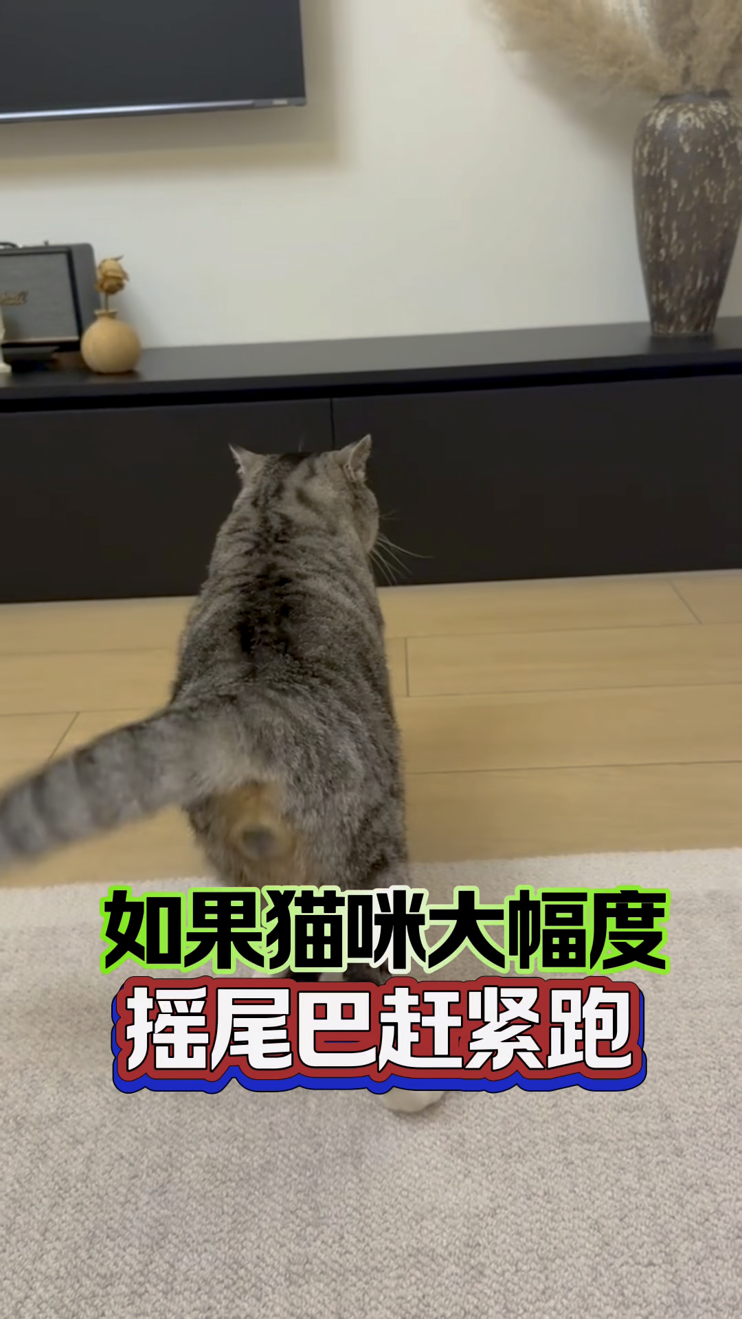 猫咪大幅度摇尾巴赶紧跑