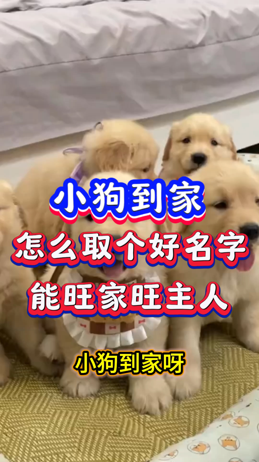 小狗到家怎么取个好名字，能旺家旺主人