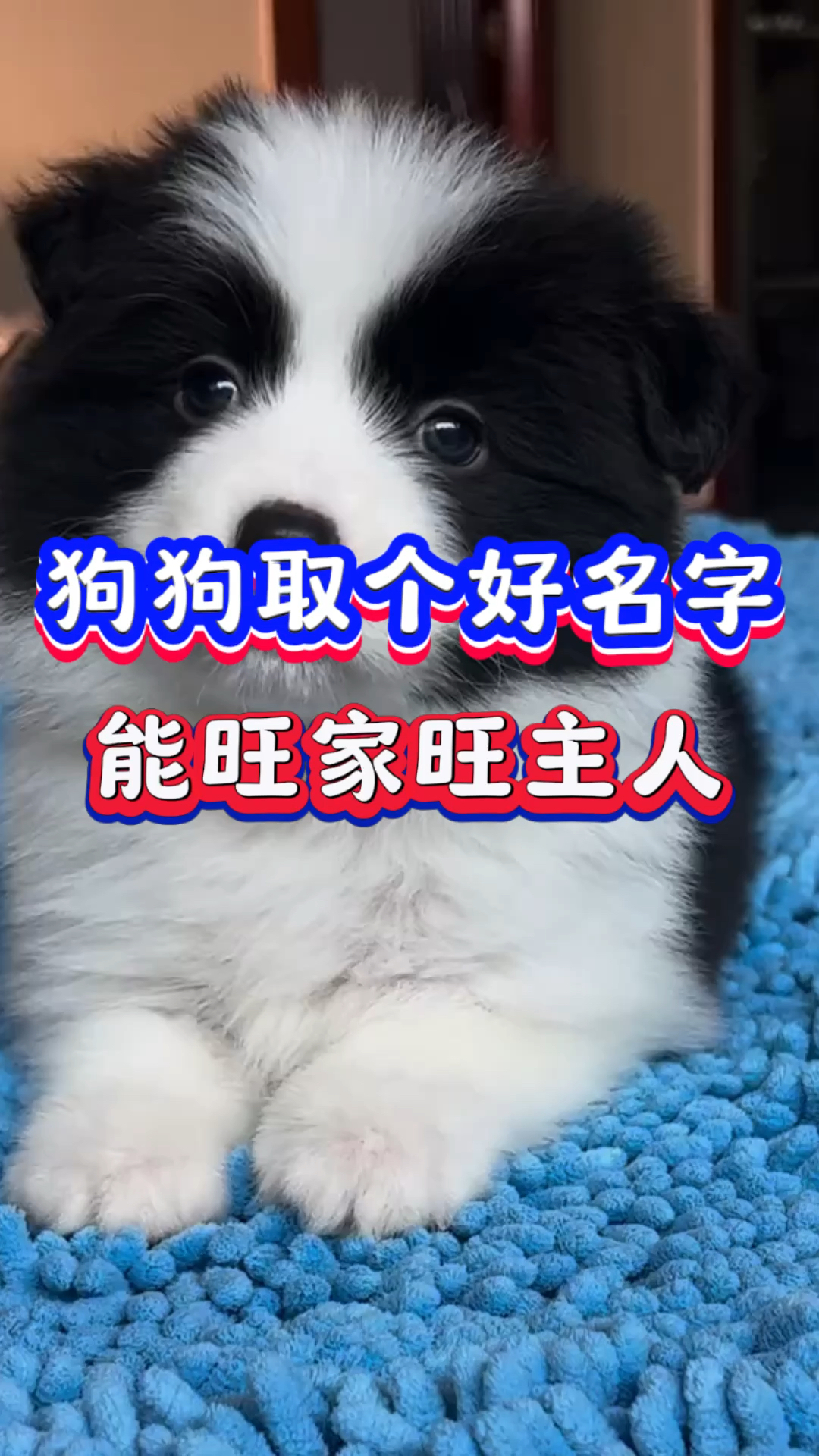 狗狗取个好名字,能旺家旺主人