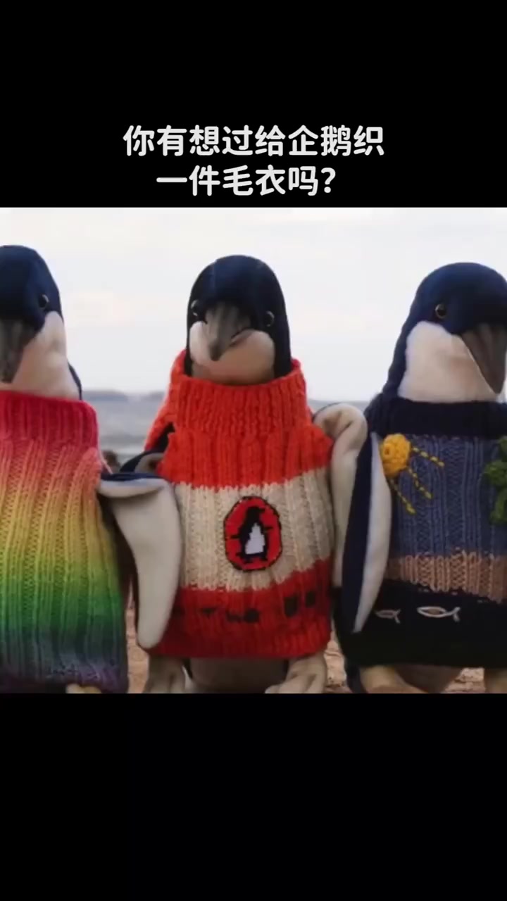 每日科普：你有想过给企鹅织一件毛衣吗？