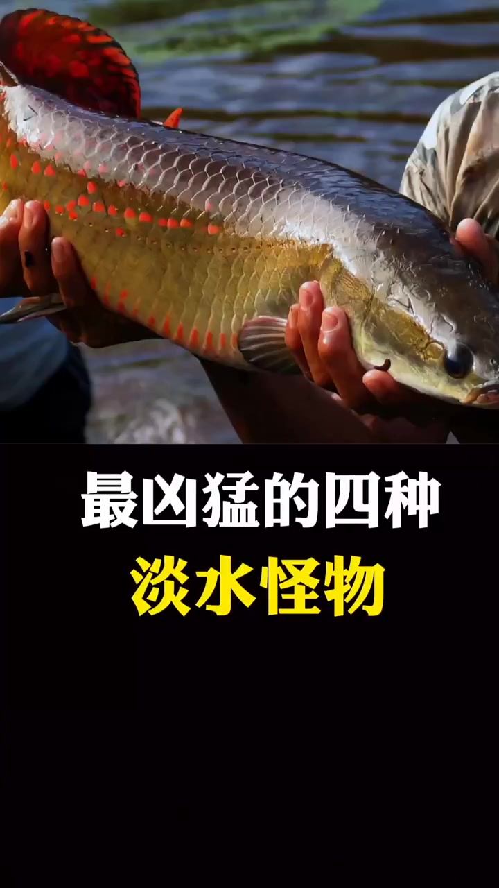 每日科普：凶猛的四种淡水怪物 