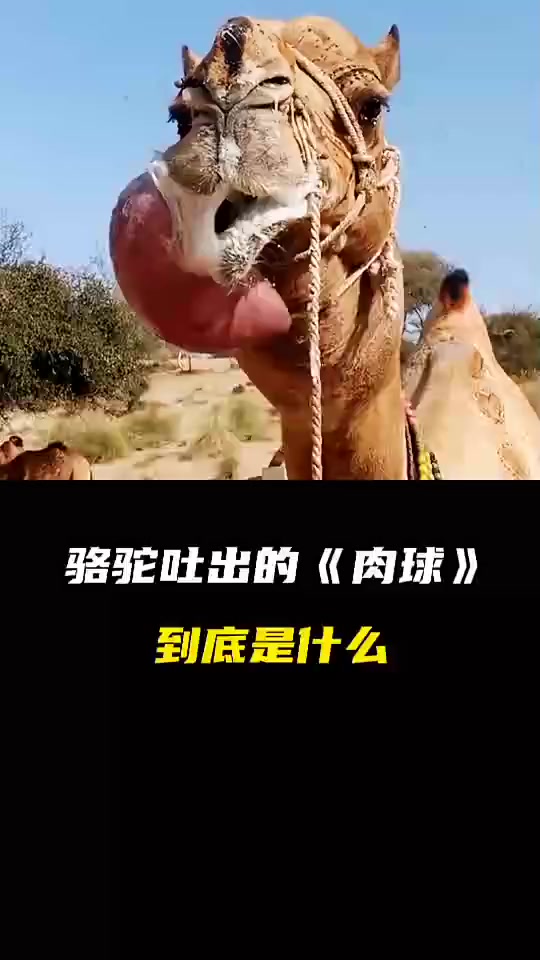 每日科普:骆驼嘴里吐出来的肉球 