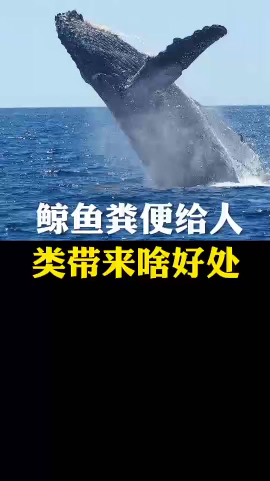 每日科普：鱼粪便给人类带来啥好处 