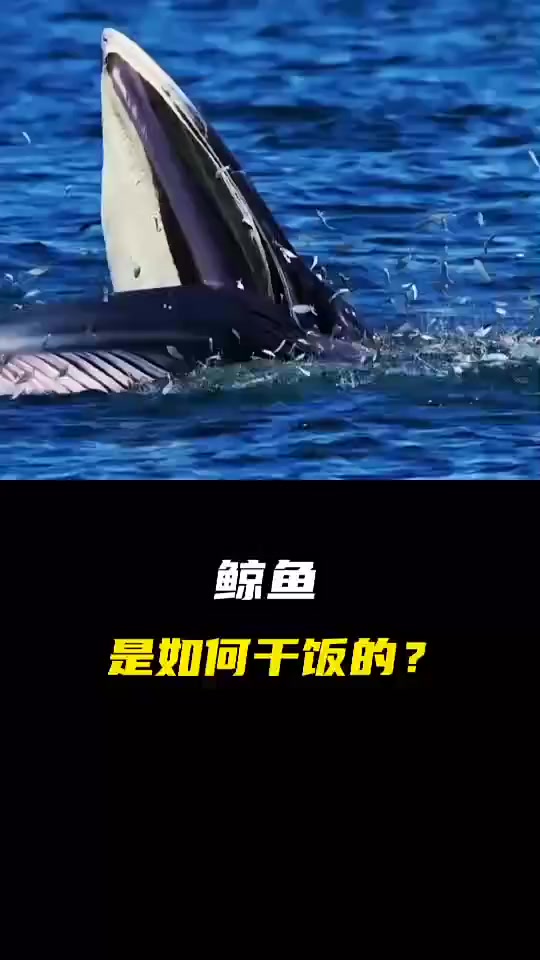 每日科普：鲸鱼捕食 