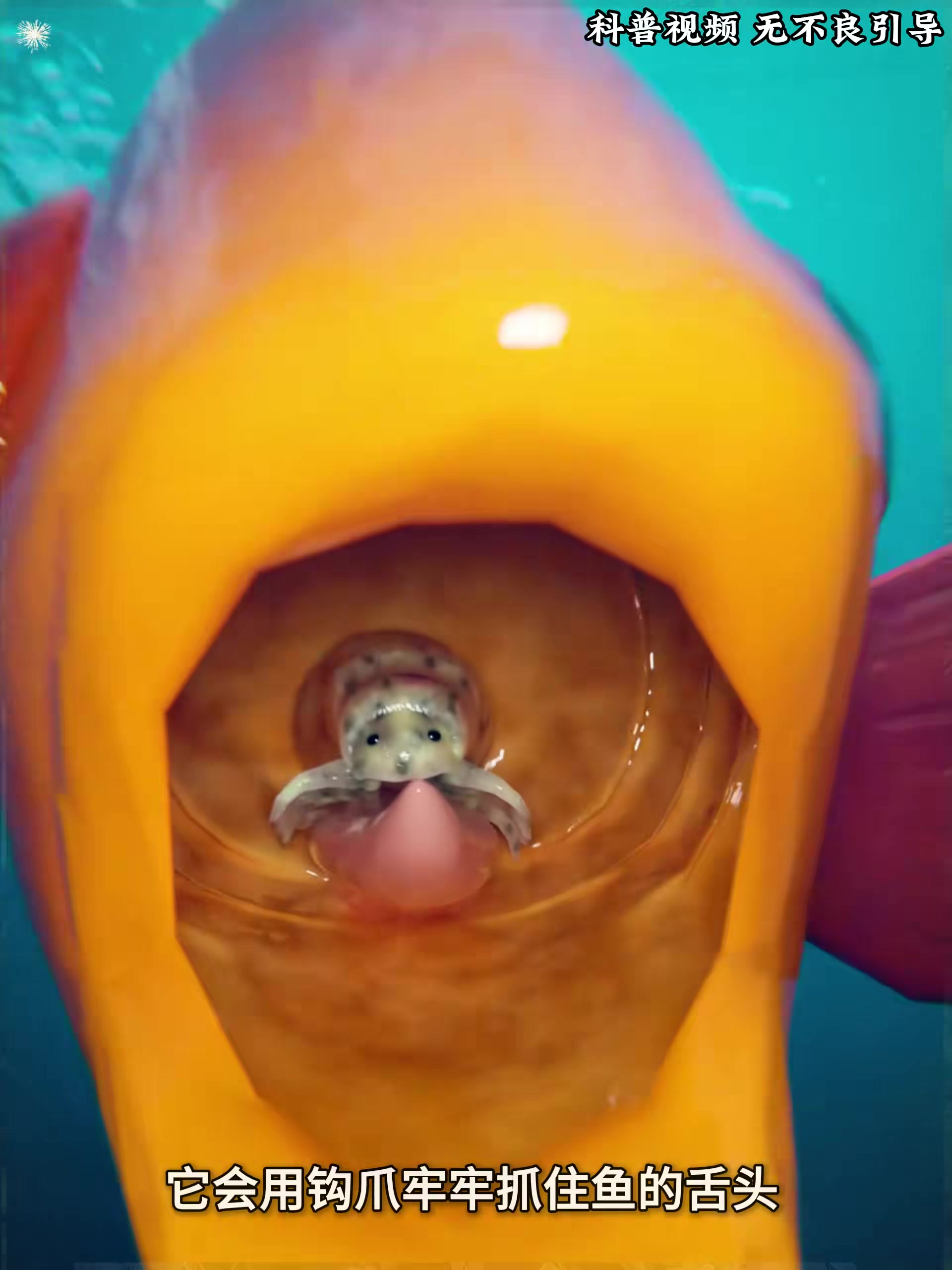 寄生虫“鸠占鹊巢”，顶替鱼舌直至鱼生命终结 