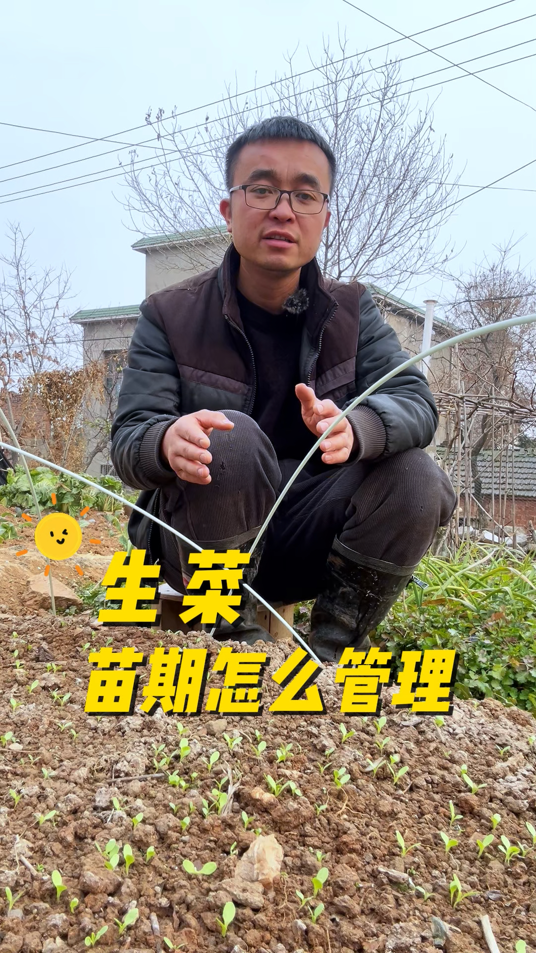 生菜苗期怎么管理?生菜种植管理技巧?