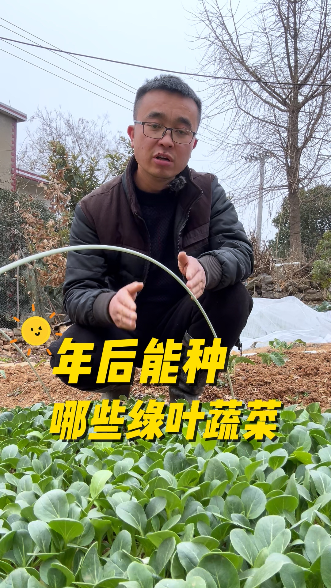 年后能种哪些绿叶蔬菜?春天能种哪些菜?