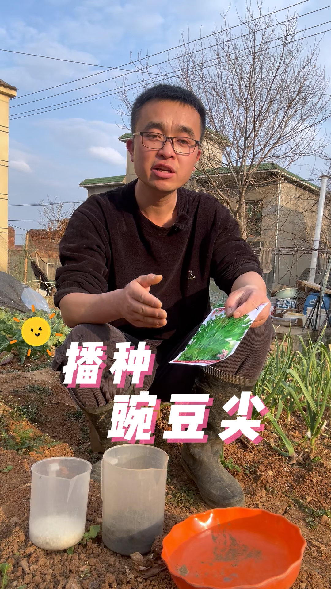 春季豌豆尖怎么种?播种豌豆尖