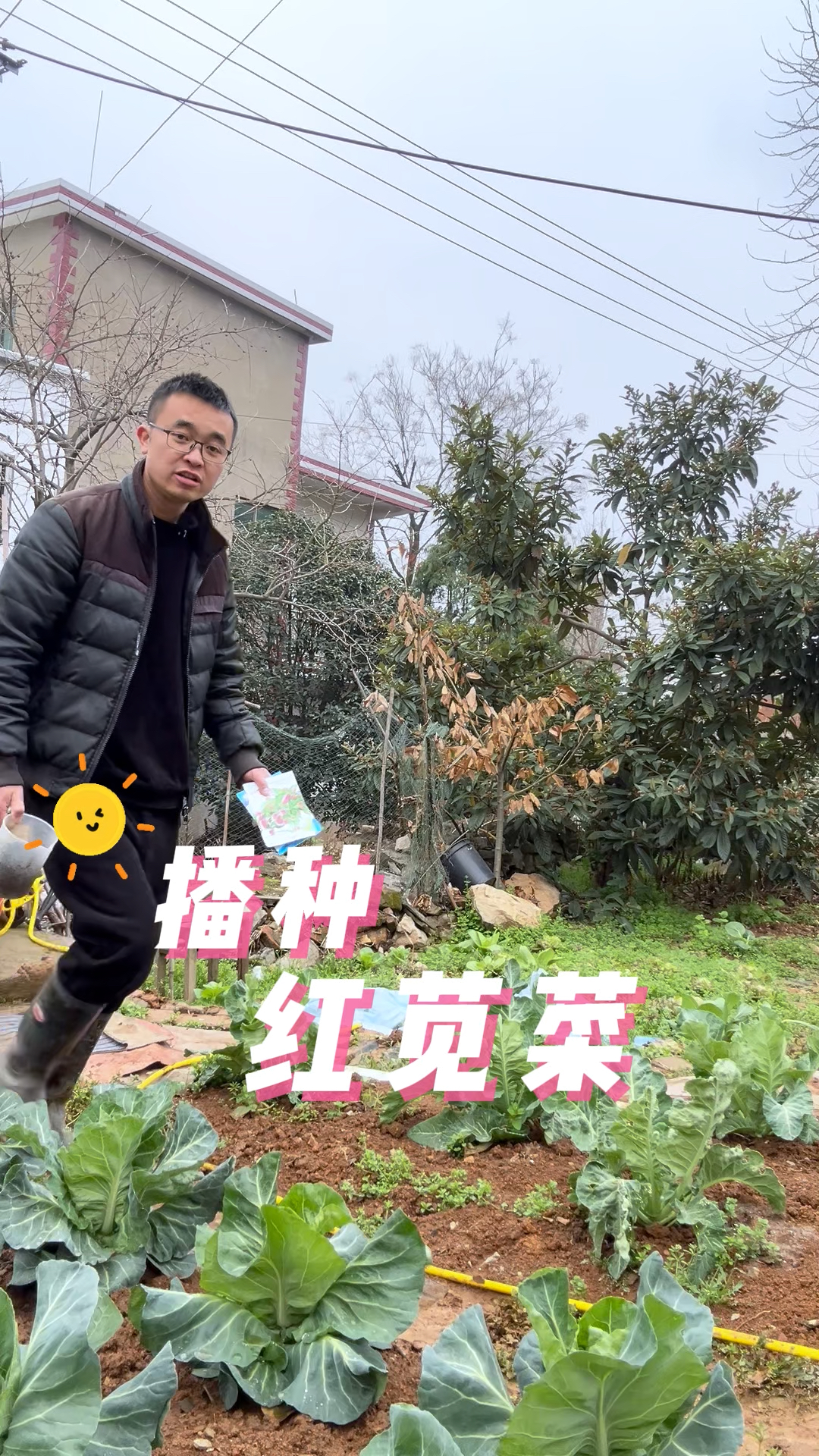 苋菜播种过程?苋菜怎么播种?出苗快?