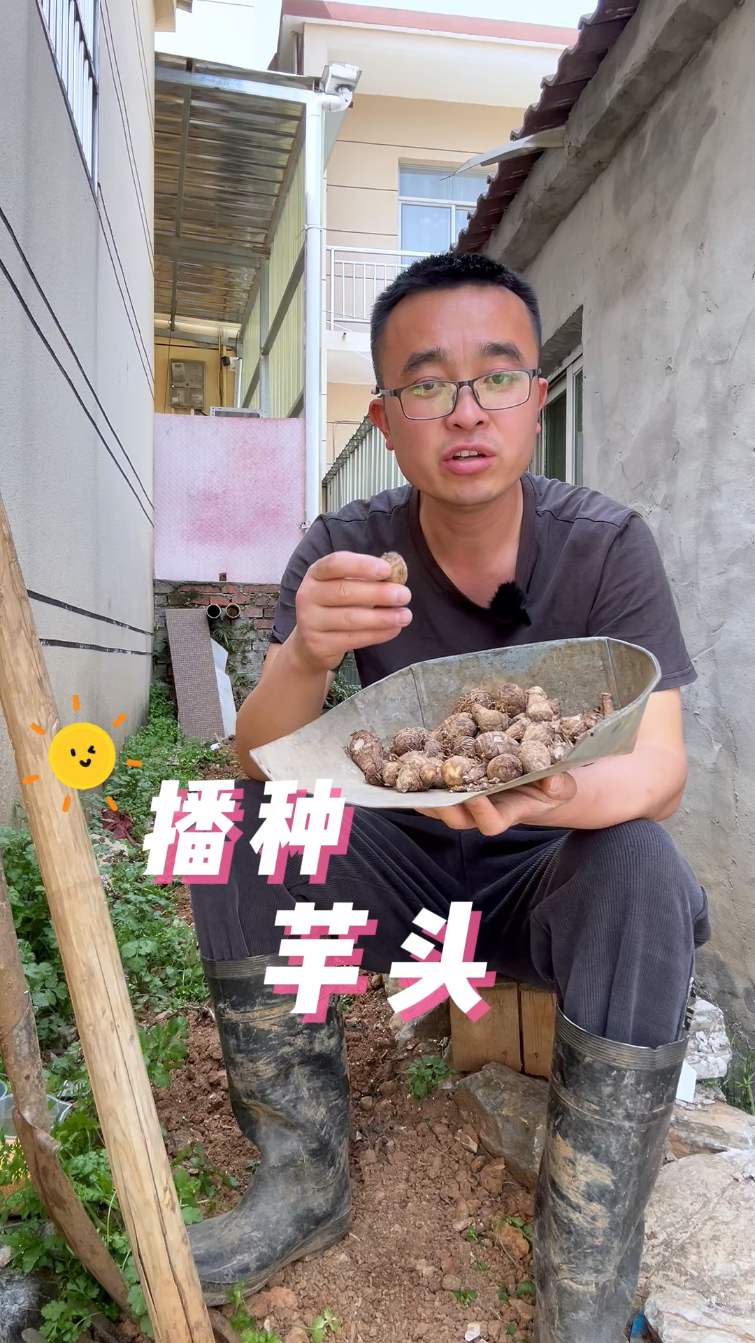 芋头种植方法?播种芋头过程#种植小技巧