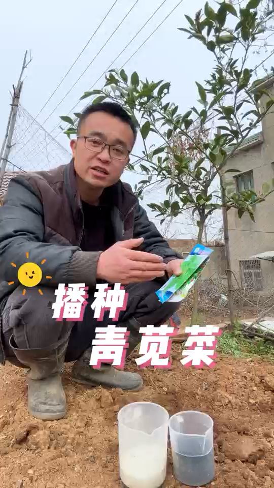 播种青苋菜,苋菜怎么播种出苗快?